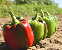 Aristotle X3R Hybrid Sweet Bell Pepper Seeds