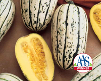 Bush Delicata Winter Squash Seeds