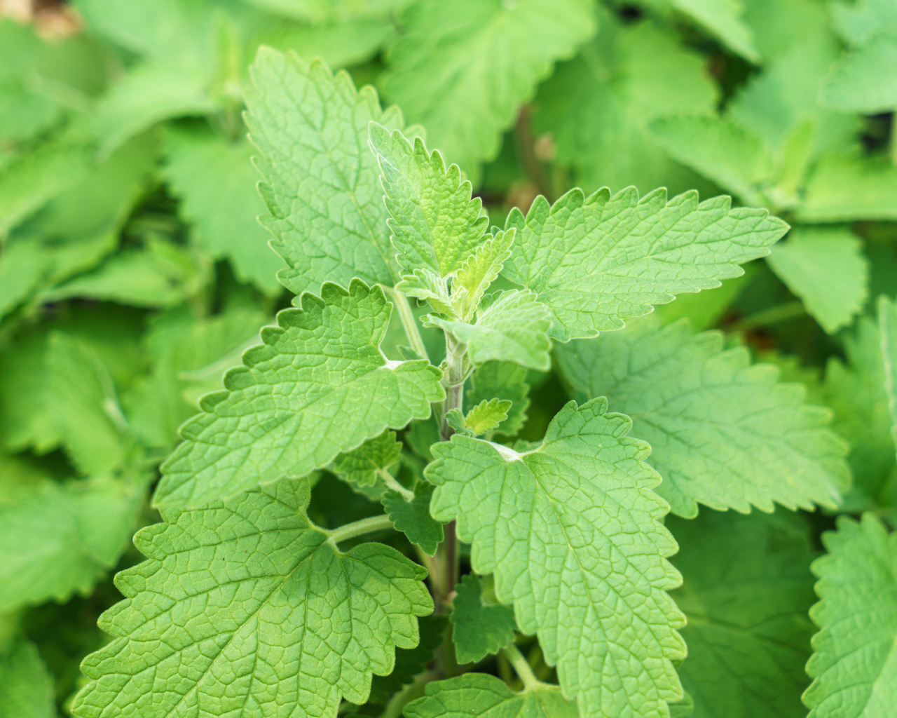 Catnip Seeds