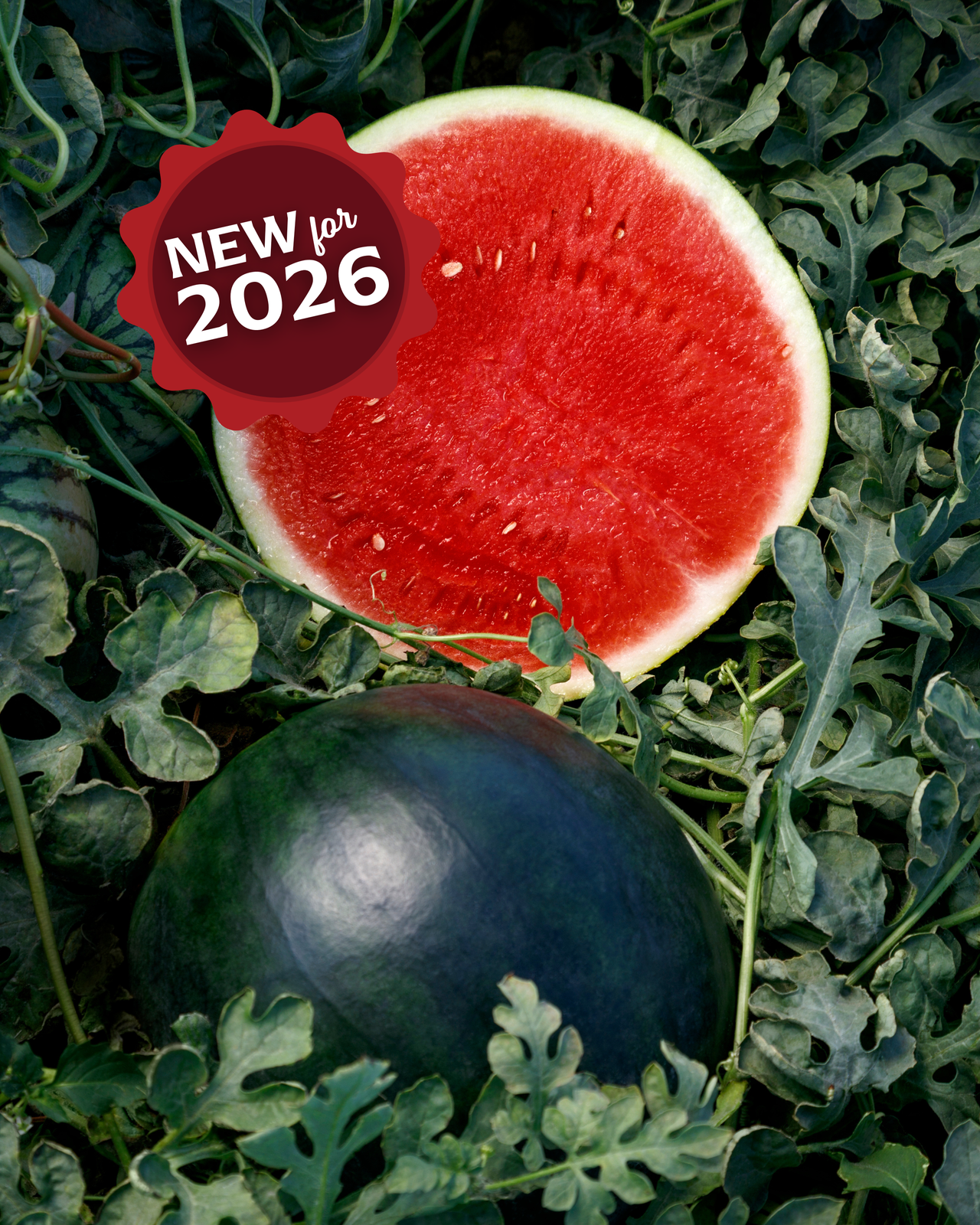 Eclipse Seedless Hybrid Watermelon Seeds