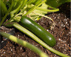 Spineless Supreme Hybrid Zucchini Seeds