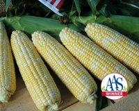 American Dream (bicolor sh2) Hybrid Sweet Corn Seeds