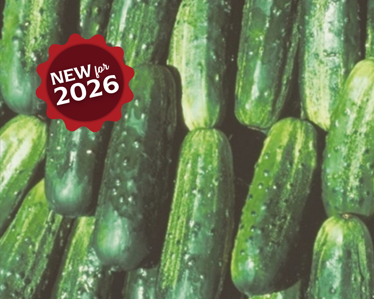 Fancipak Hybrid Cucumber Seeds