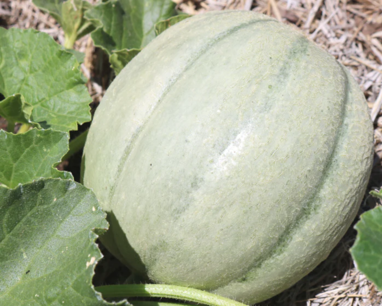 Ambrosia Hybrid Cantaloupe Seeds