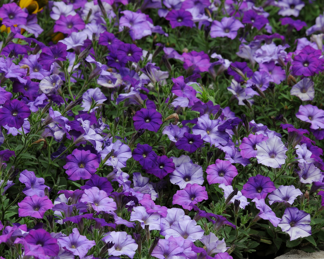 Shock Wave® Denim Spreading Petunia Seeds