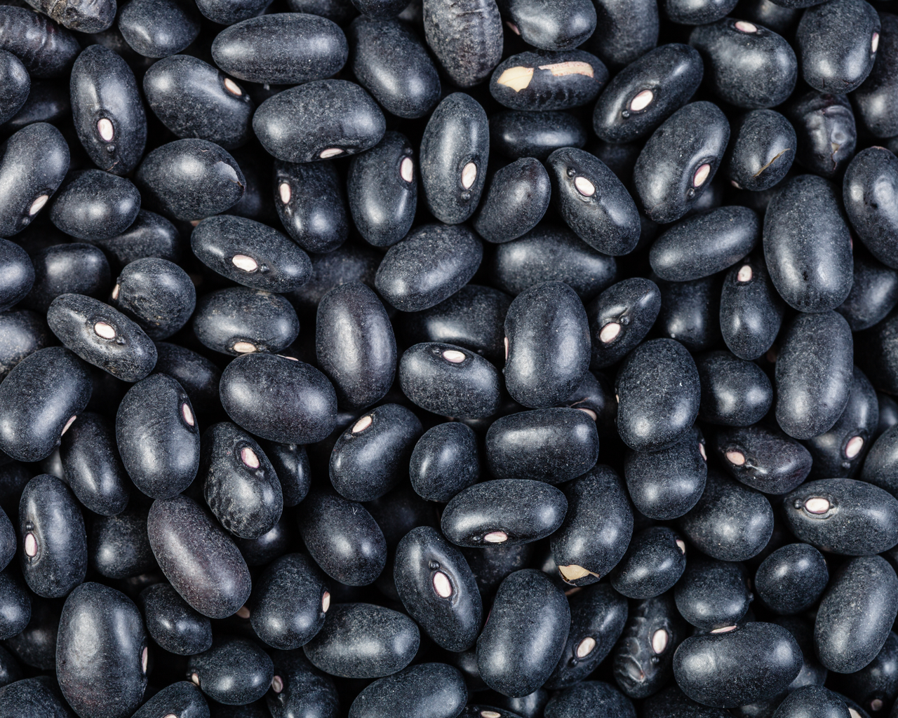 Black Turtle Bean Seeds