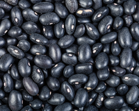 Black Turtle Bean Seeds