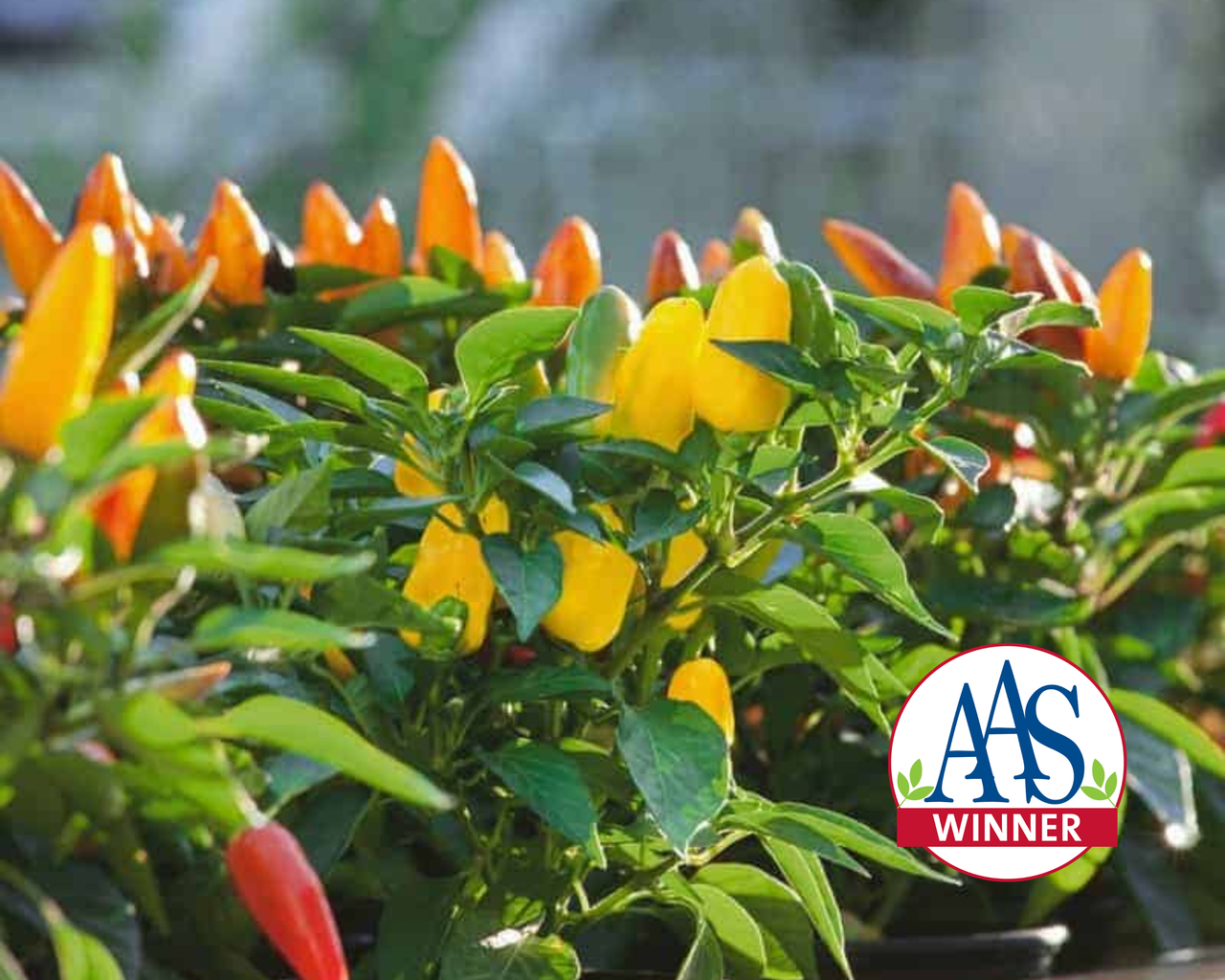 Pretty N Sweet Hybrid Pepper Seeds