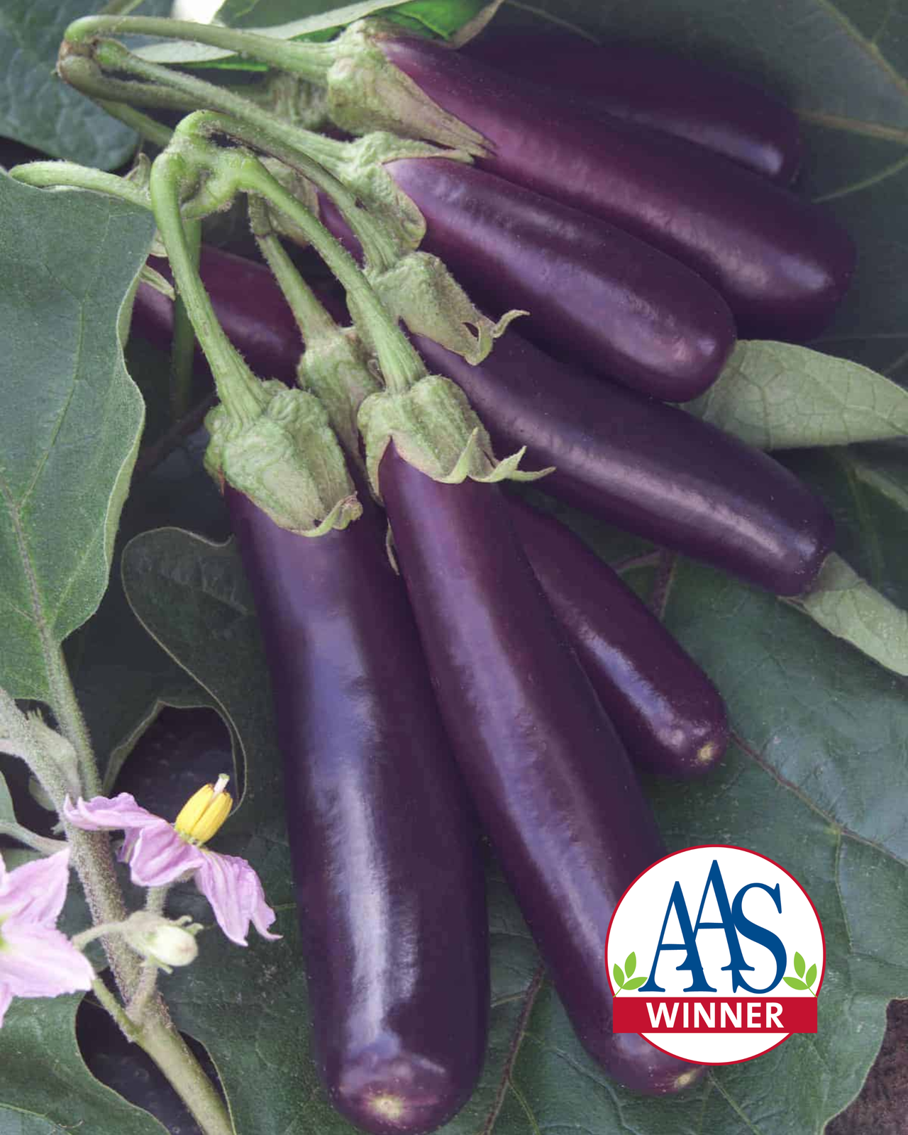 Hansel Hybrid Eggplant Seeds