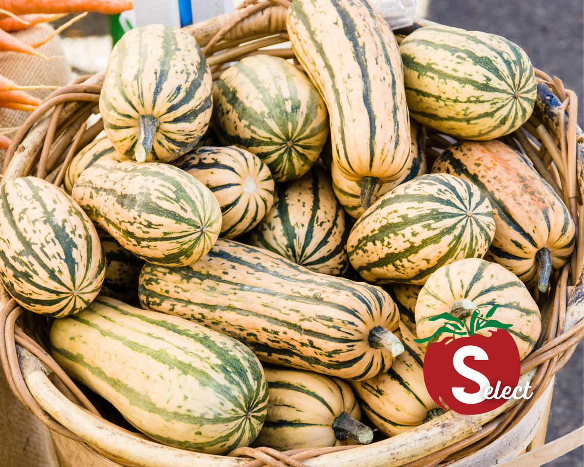 Honey Boat Delicata Squash Seeds