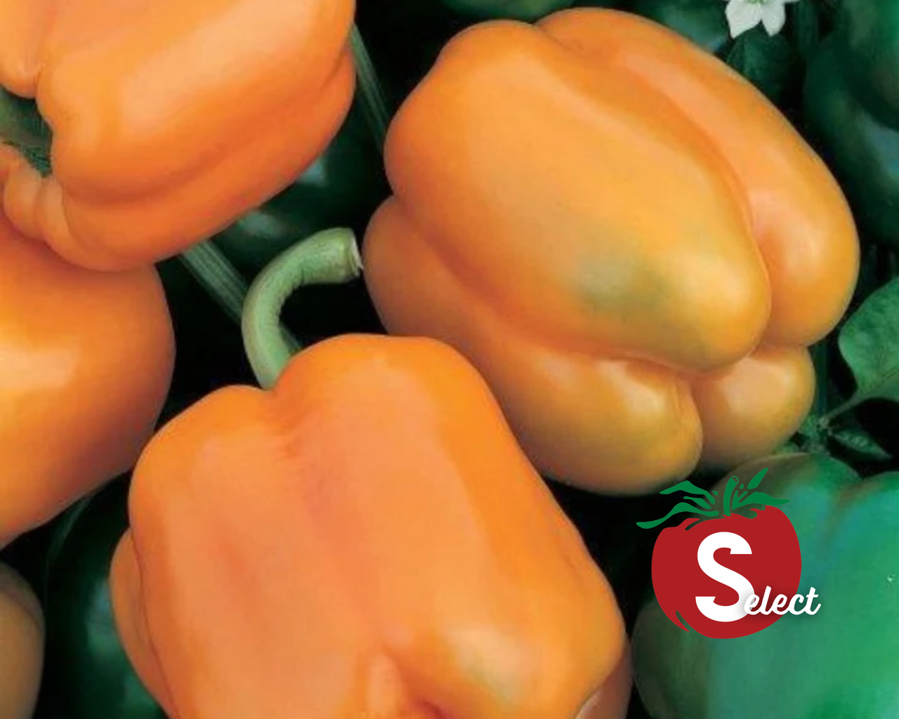 Goliath Sweet Orange Hybrid Pepper Seeds