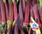 Burgundy Okra Seeds