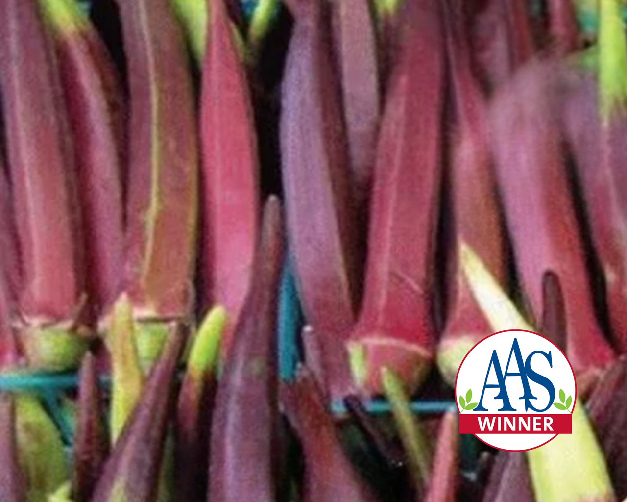 Burgundy Okra Seeds
