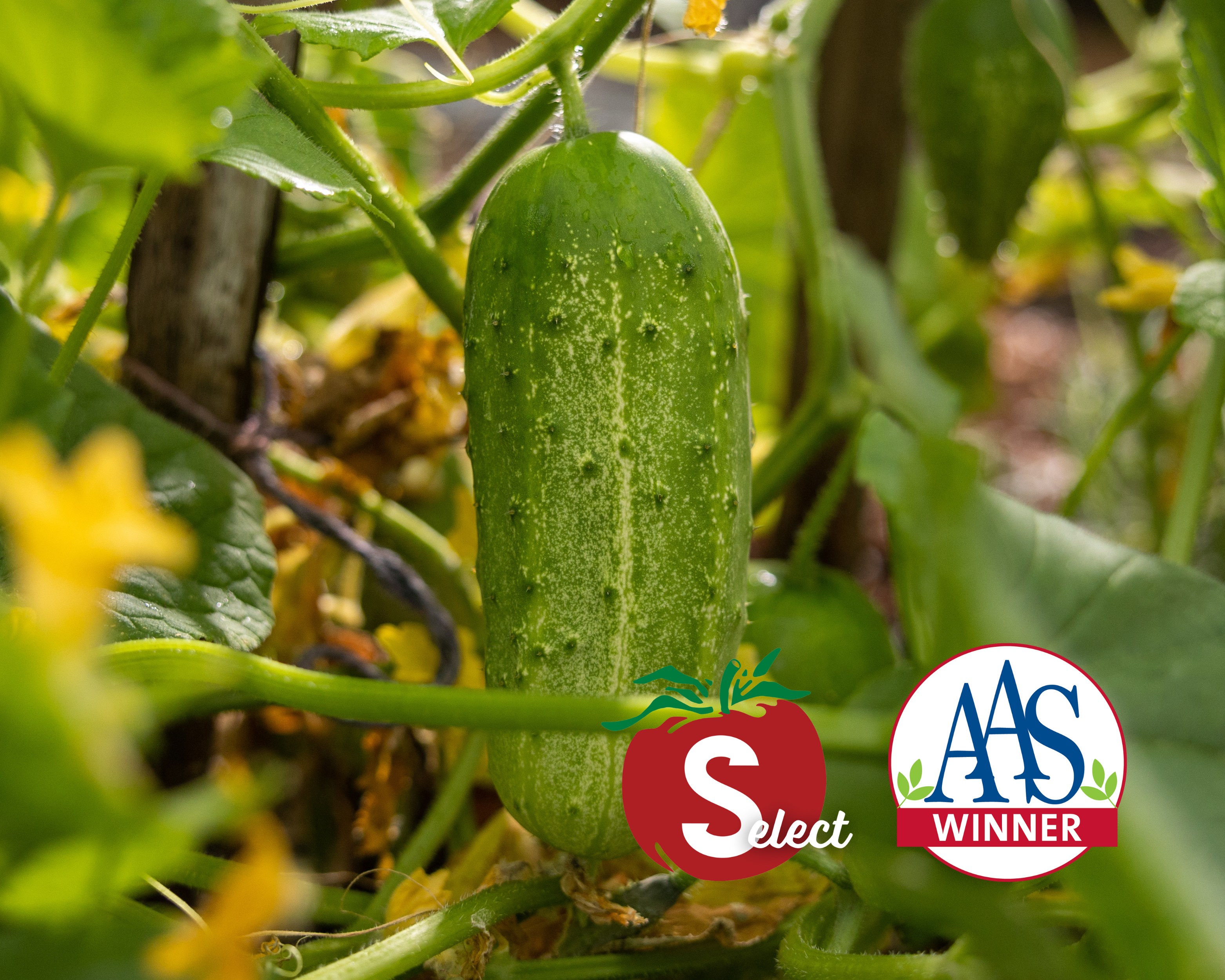 Pick-A-Bushel Hybrid Cucumber Seeds