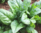 Green Beret Hybrid Spinach Seeds