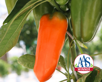 Orange Blaze Hybrid Pepper Seeds