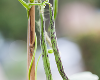 Rattlesnake Bean Seeds