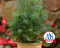 Fernleaf Dill Seeds