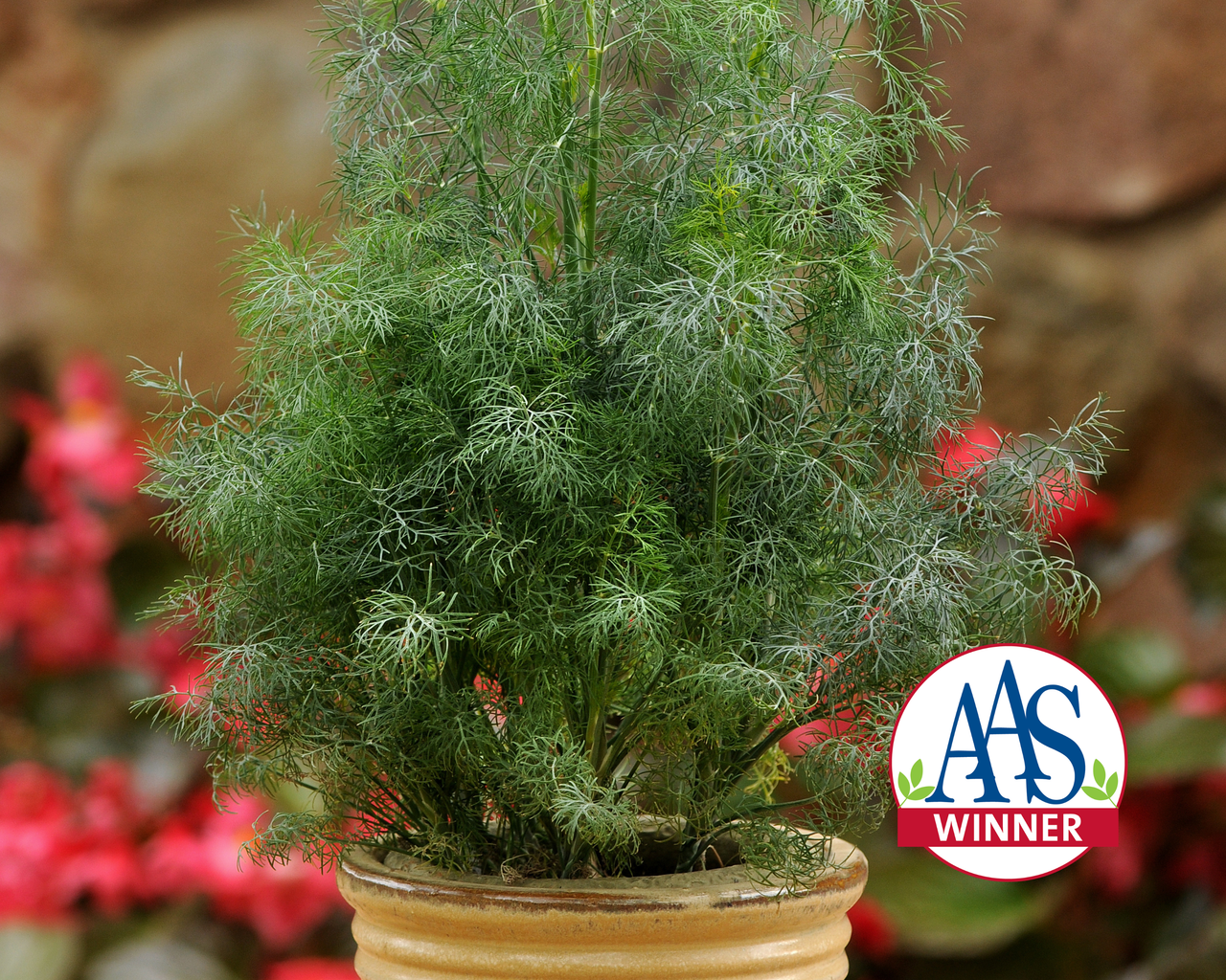 Fernleaf Dill Seeds