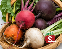 Rainbow Blend Showstopper Beet Seeds