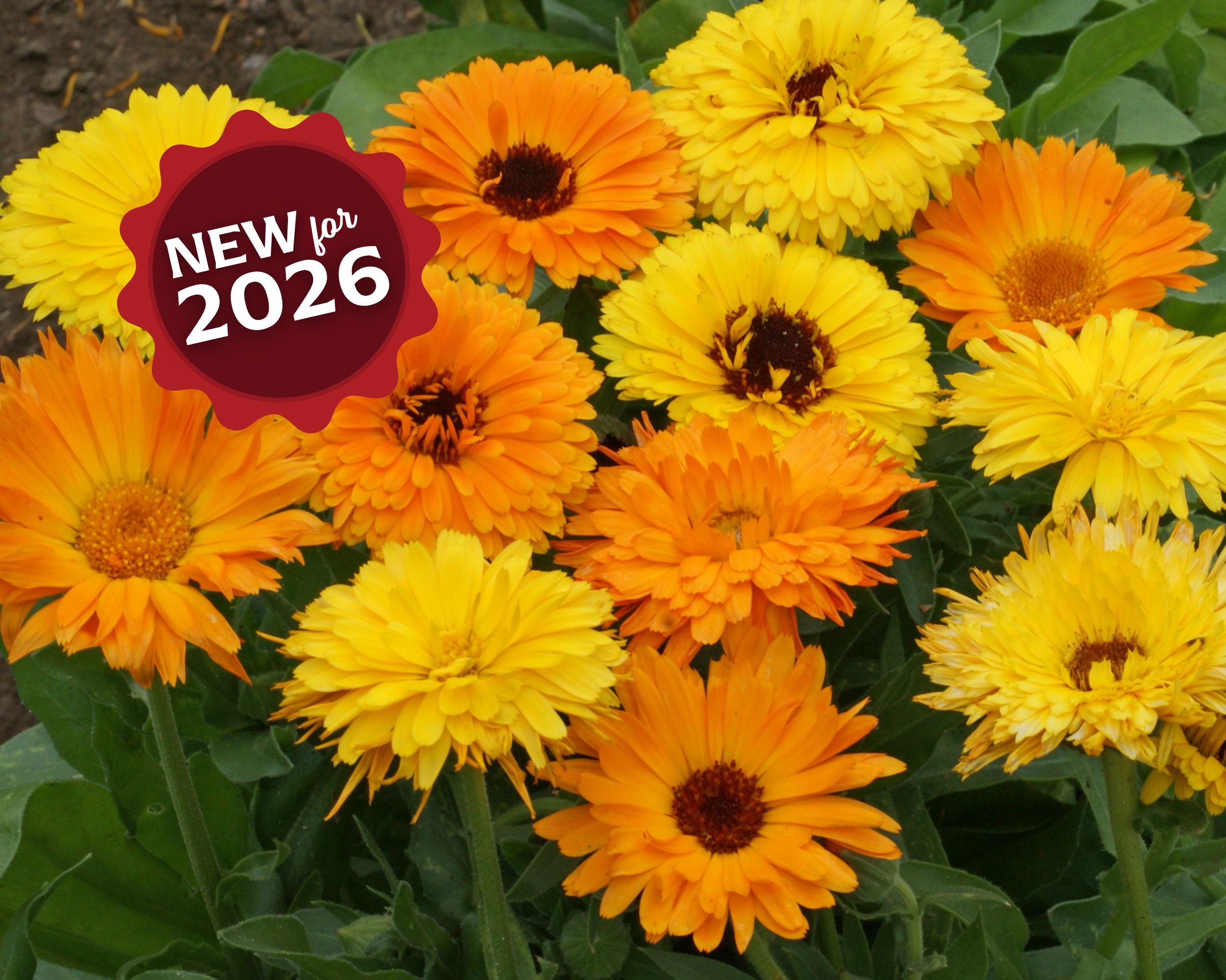 Pacific Beauty Mix Calendula Seeds