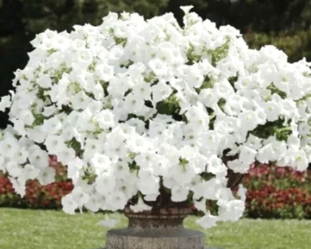 Hybrid Easy Wave White Spreading Petunia Seeds
