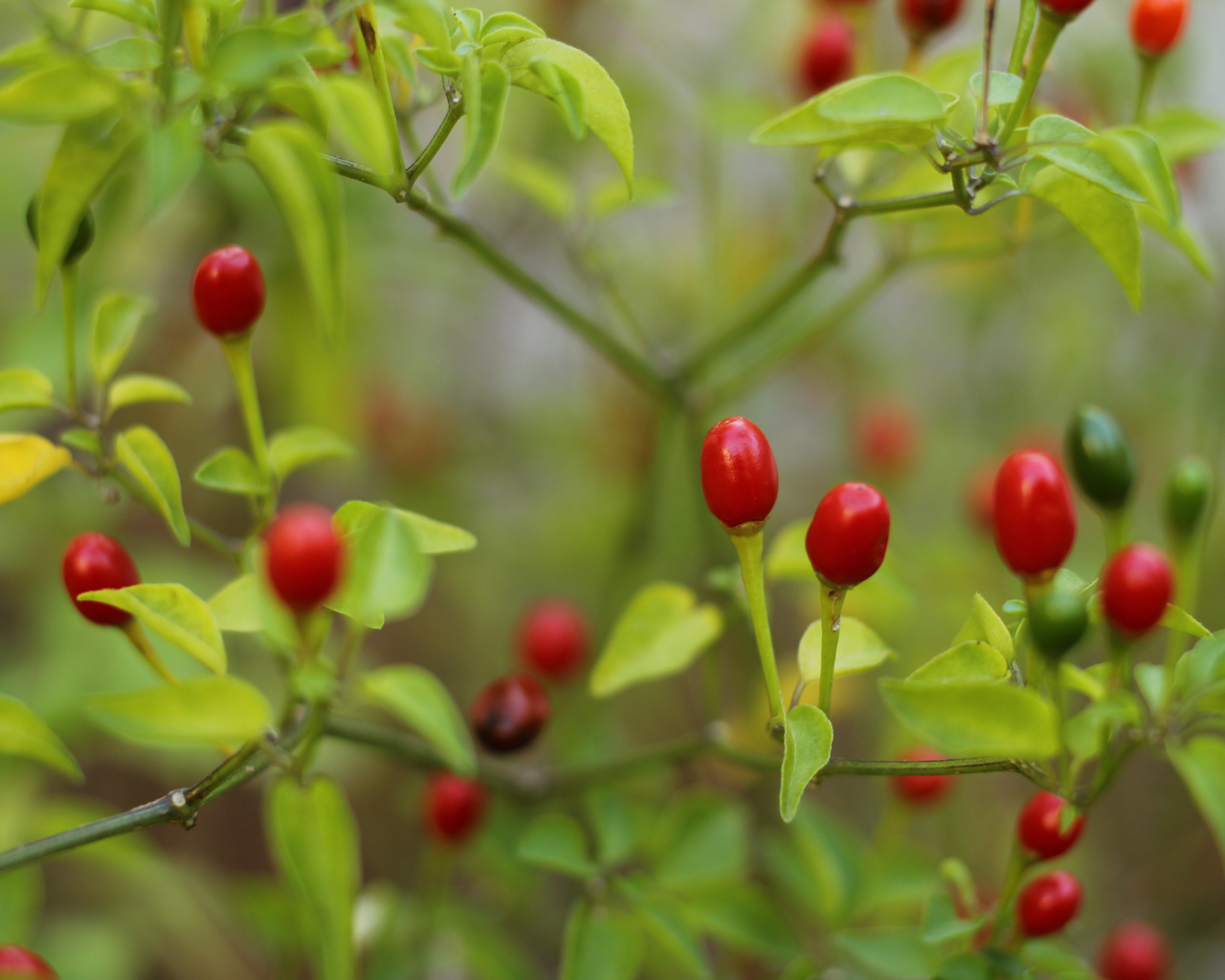 Chiltepin Hot Pepper Seeds