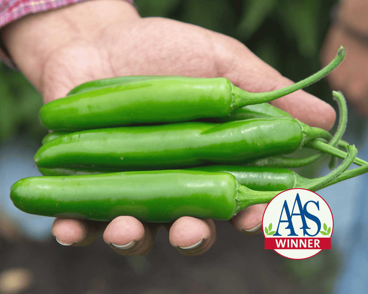 Flaming Jade Hybrid Pepper