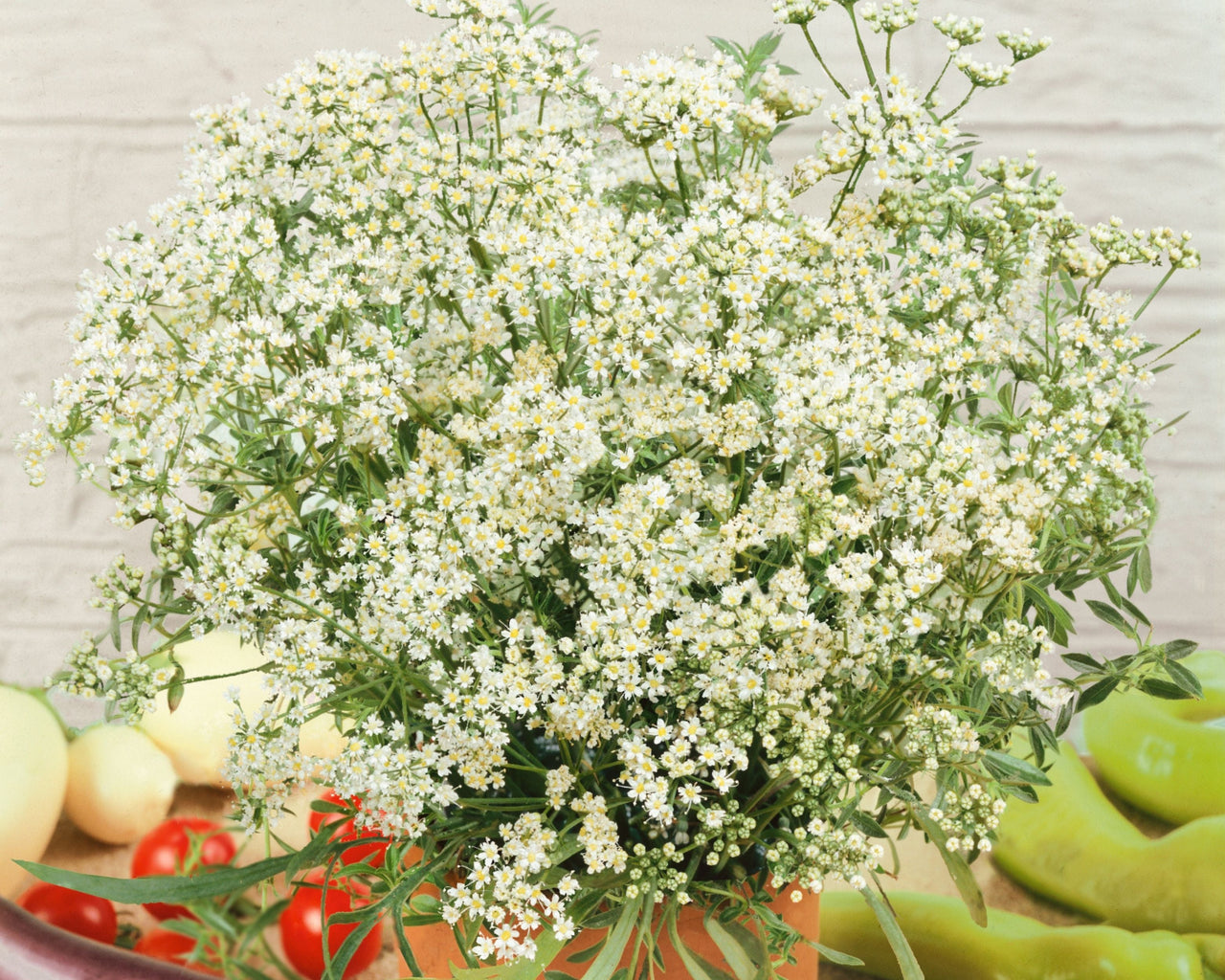 Anise Seeds