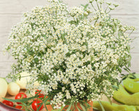 Anise Seeds
