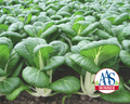 BoPak Bok Choi Hybrid Seeds