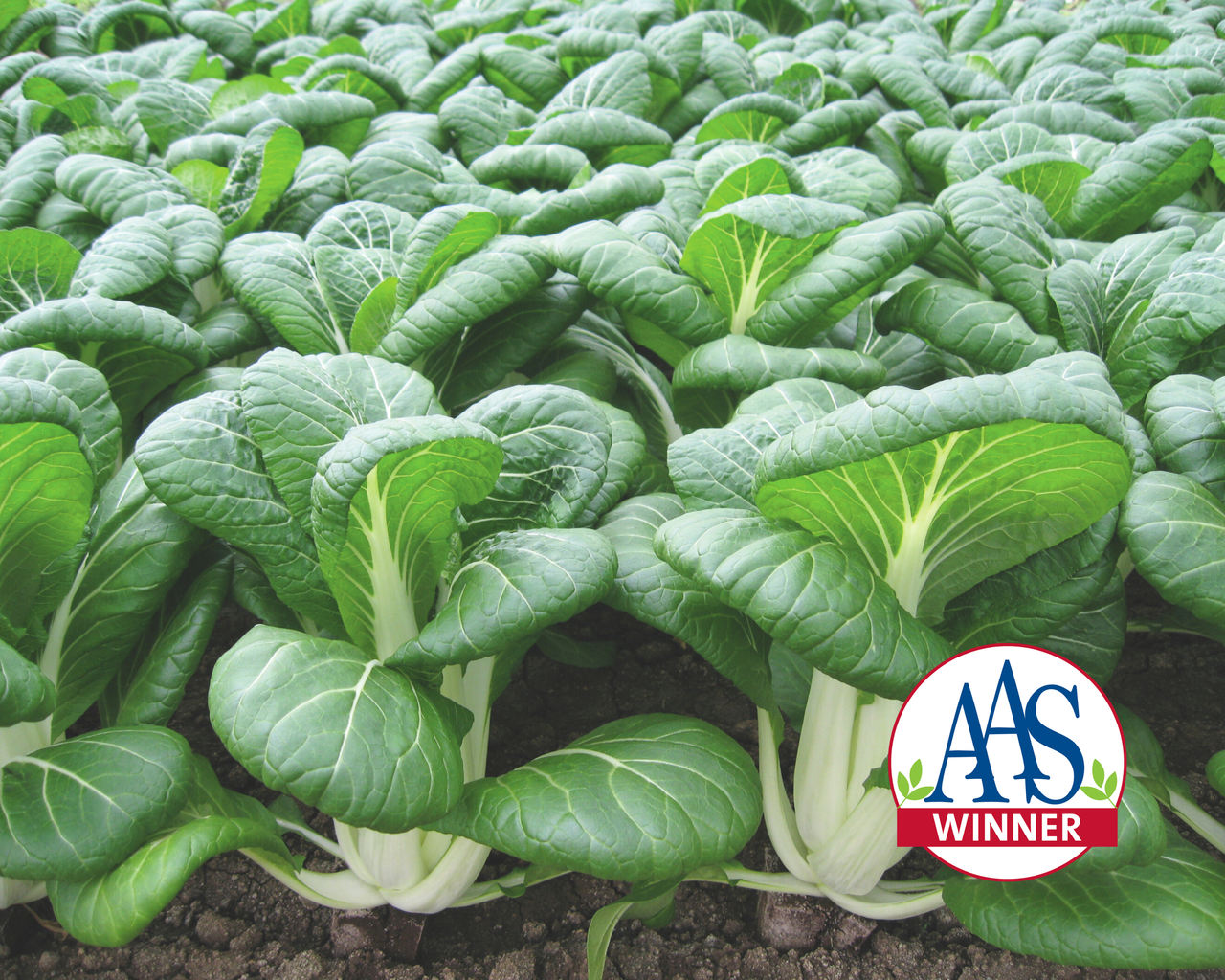 BoPak Bok Choi Hybrid Seeds