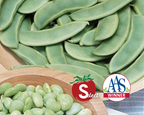 Fordhook 242 Bean Seeds