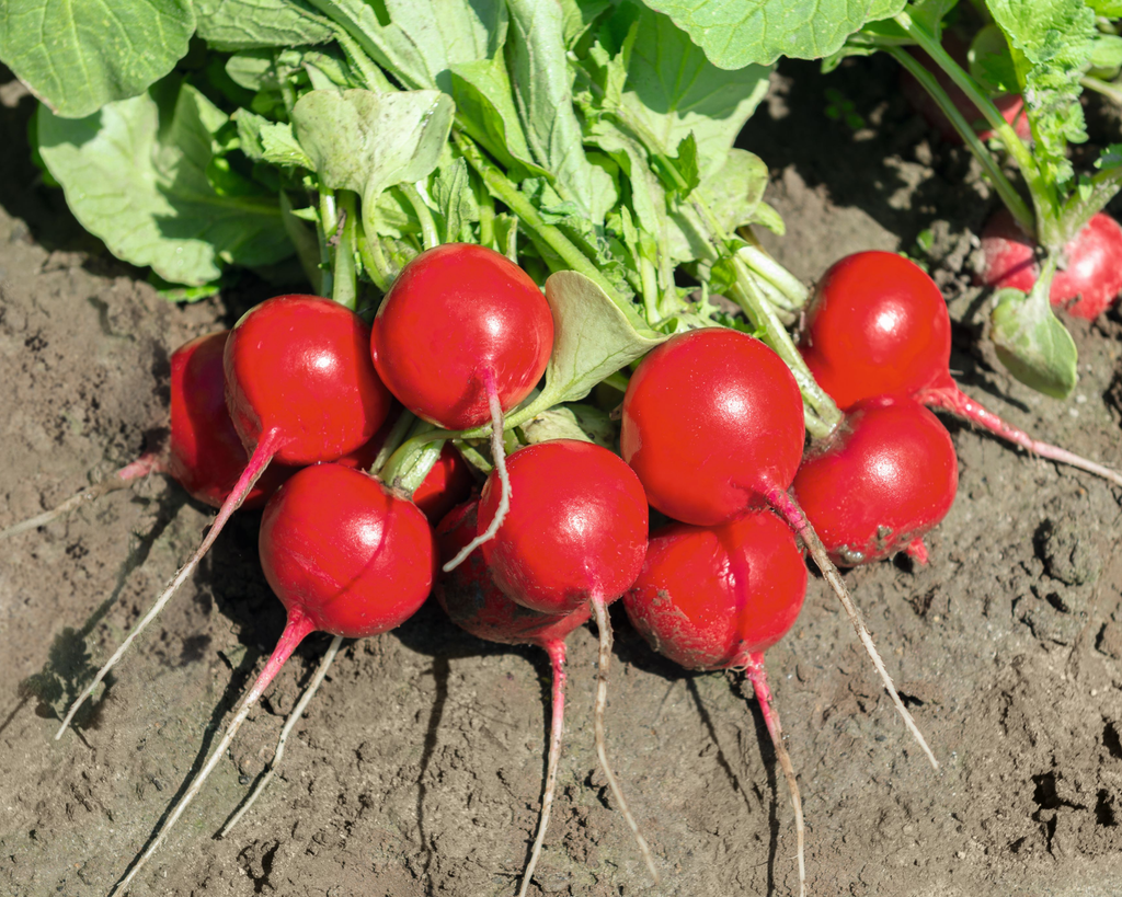 Roxanne Hybrid Radish Seeds