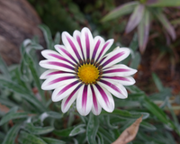 Big Kiss White Flame Hybrid Gazania Seeds