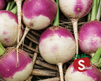 Purple Top White Globe Turnip Seeds