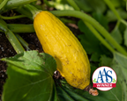 Early Prolific Straightneck Summer Squash Seeds