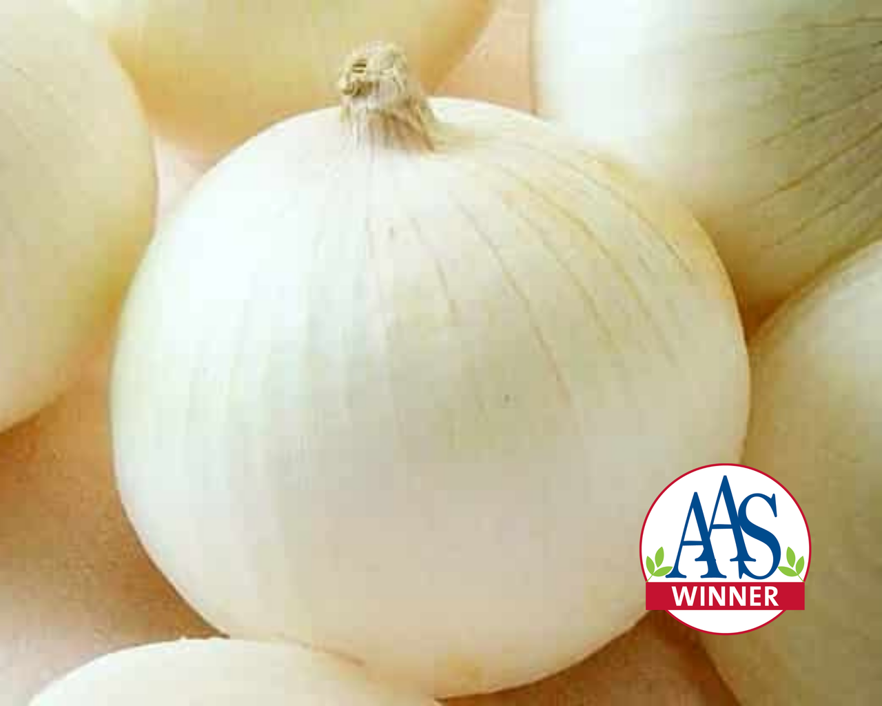 Sierra Blanca Hybrid Onion Seeds
