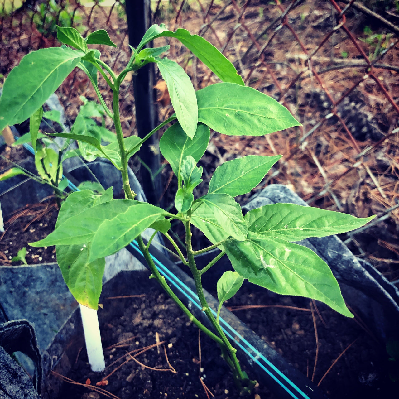 Pasilla Mixe Chili or Pasilla de Oaxaca - Seeds