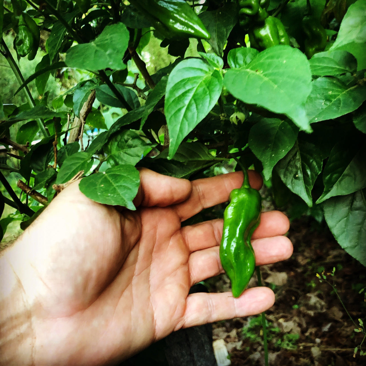 Pasilla Mixe Chili or Pasilla de Oaxaca - Seeds