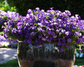 Shock Wave® Denim Spreading Petunia Seeds
