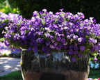 Shock Wave® Denim Spreading Petunia Seeds