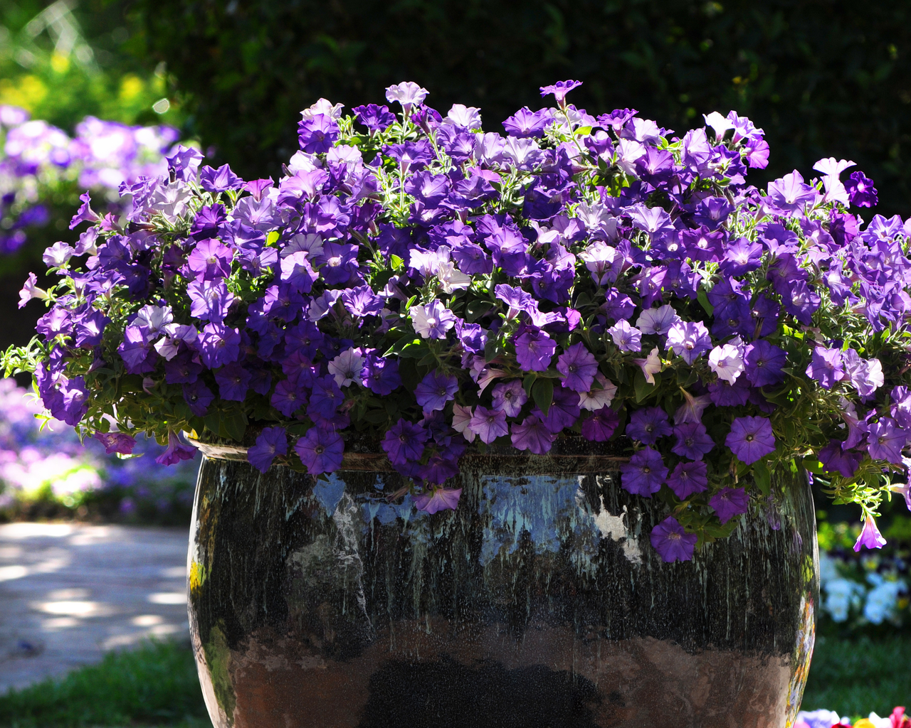 planting wave petunias from seed Shock Wave® Denim Spreading Petunia Seeds – The Pepper Pantry