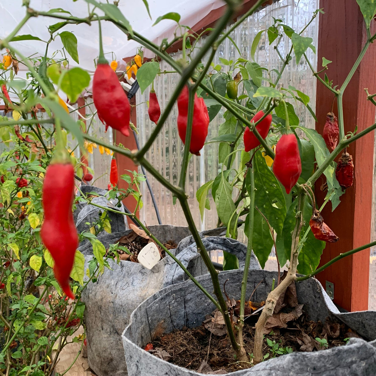 Pasilla Mixe Chili or Pasilla de Oaxaca - Seeds