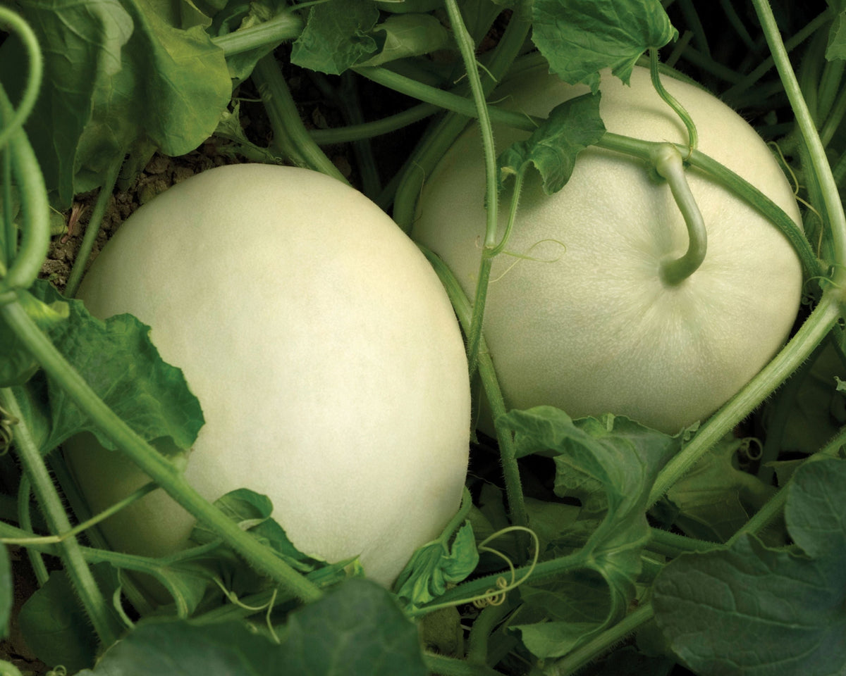 Super Nectar Hybrid Honeydew Melon Seeds
