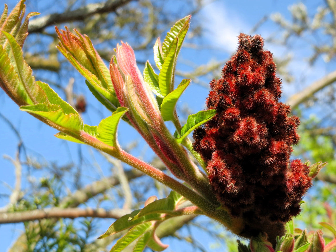 50 STAGHORN SUMAC TREE Rhus Typhina Yellow Flowers Red Berries Seeds – The  Pepper Pantry