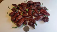 Bhut Jolokia Chocolate Ghost - Seeds