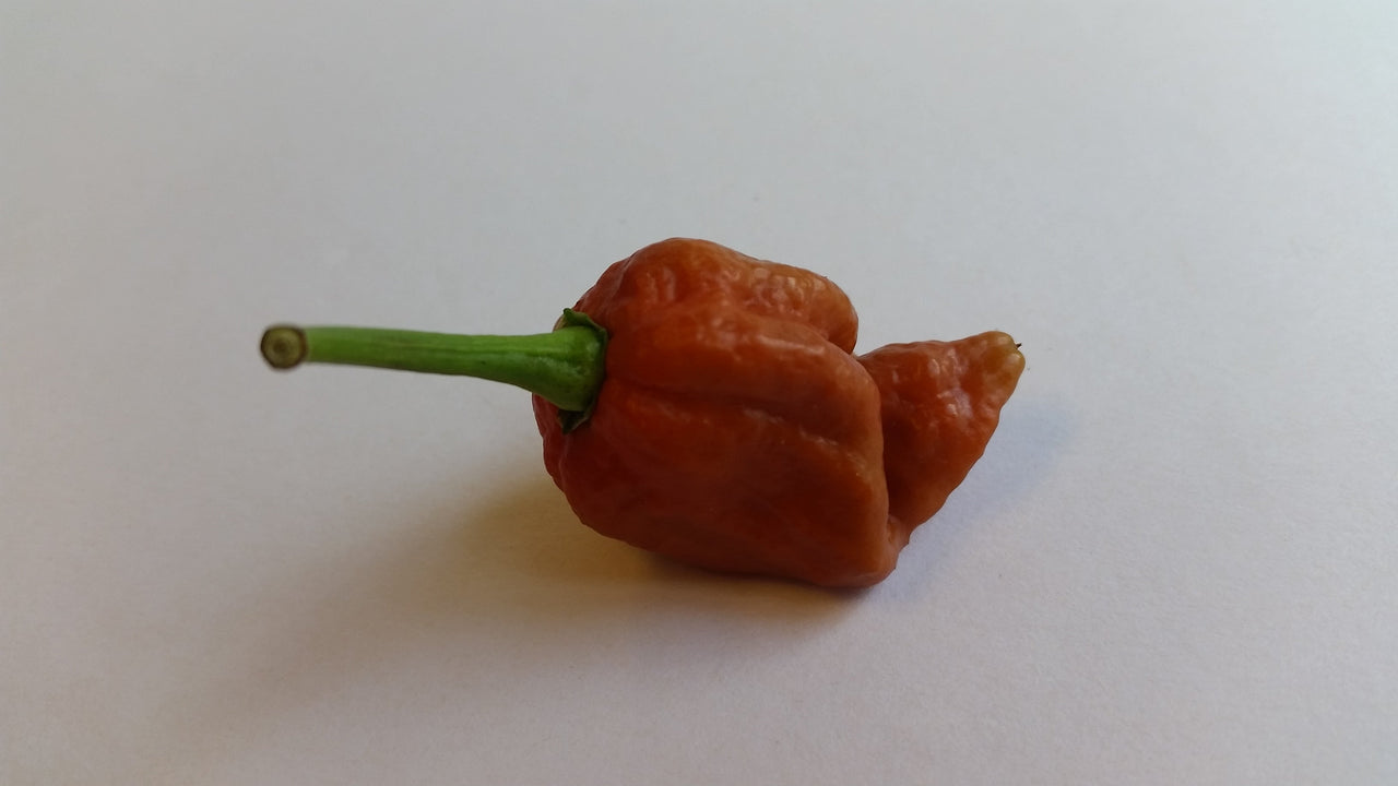 Moruga Scorpion Caramel - Seeds