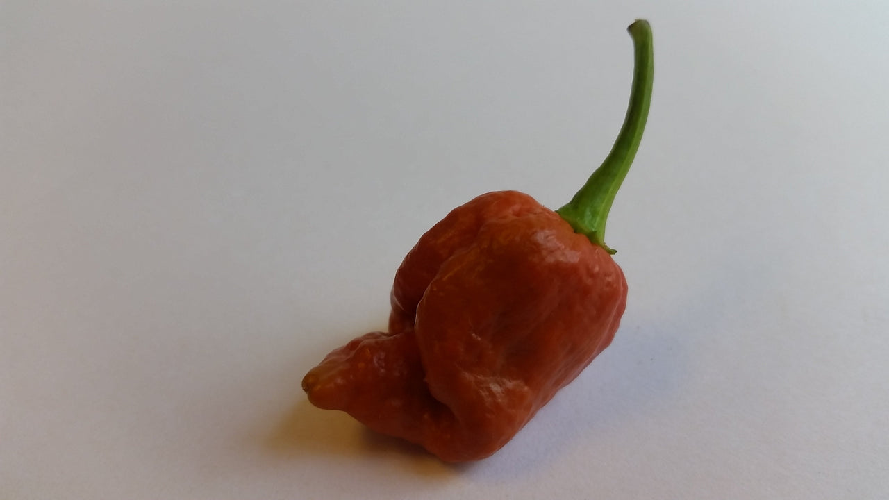 Moruga Scorpion Caramel - Seeds