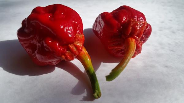 7 Pot Bubblegum - Seeds